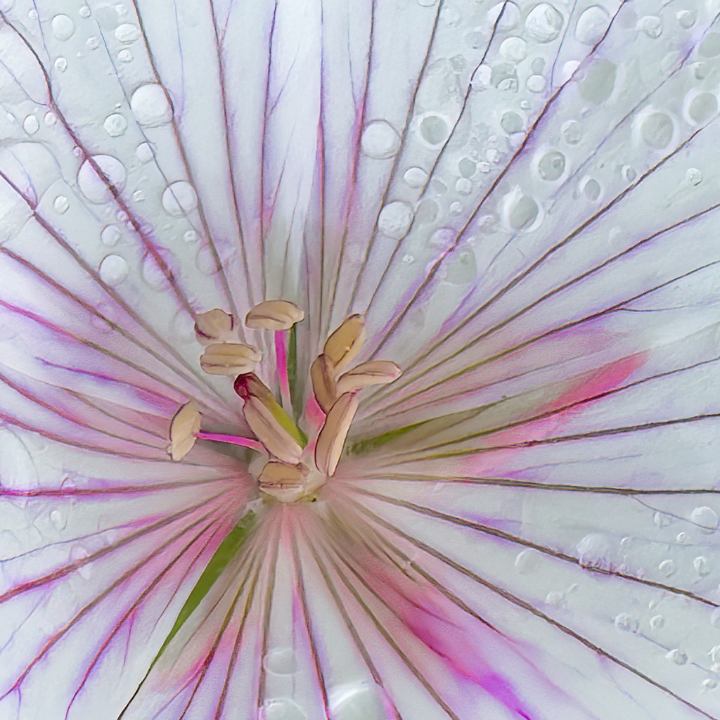 Kashmir White Geranium by Bunny Laden