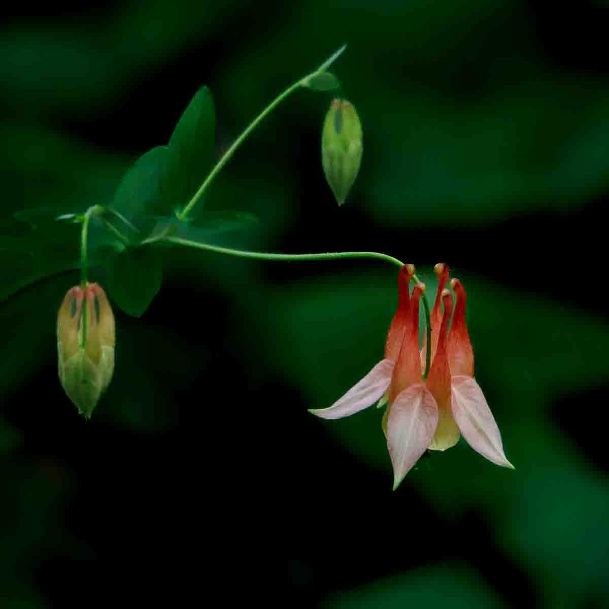 Columbine by Bruce Michelotti