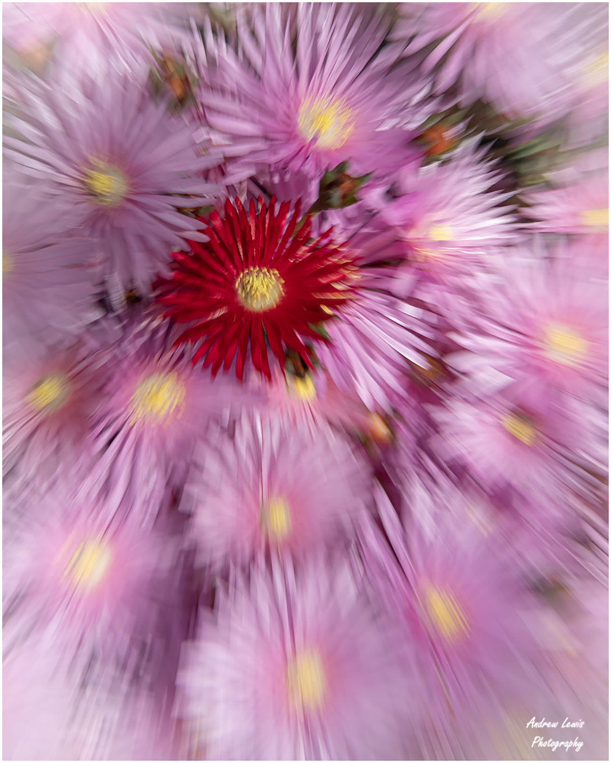 Floral Zoom by Andrew Lewis