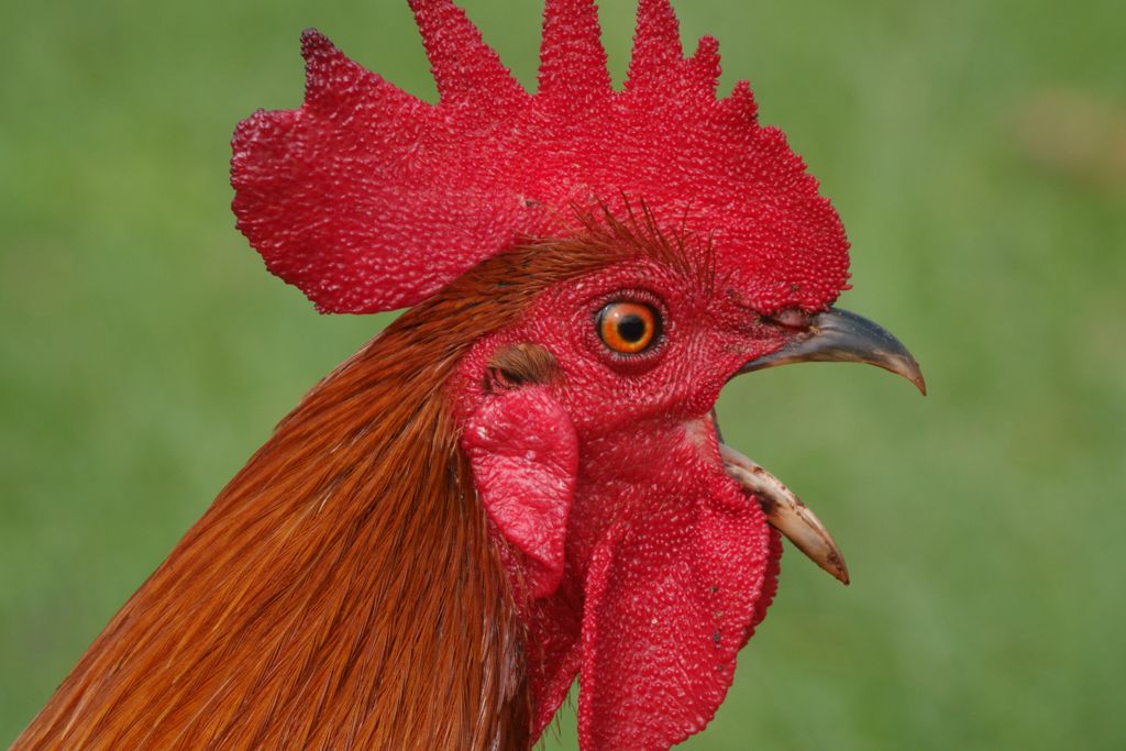 Wild Rooster by Bunny Laden