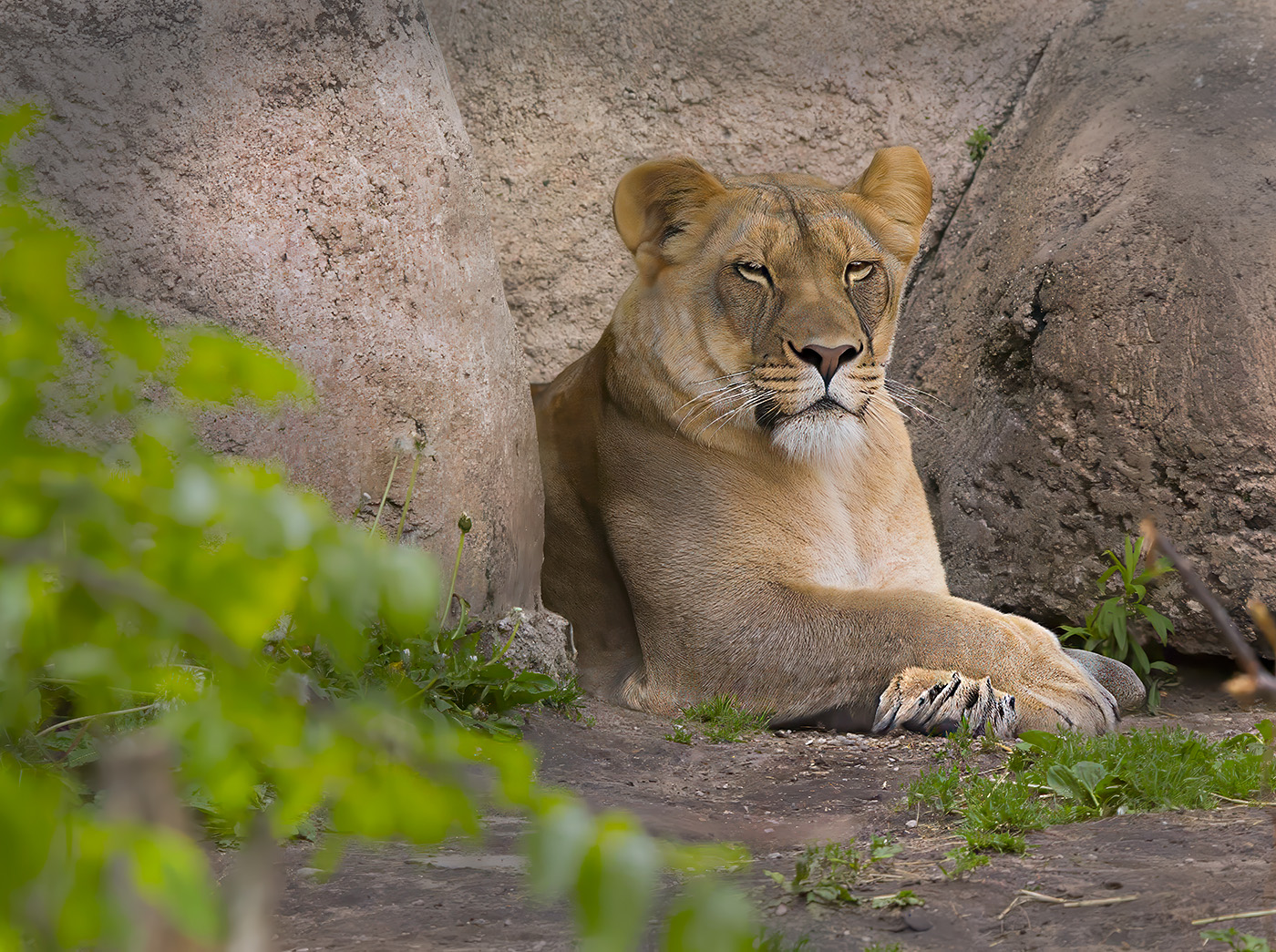 Lion at Racine Zoo by Harley Rubens