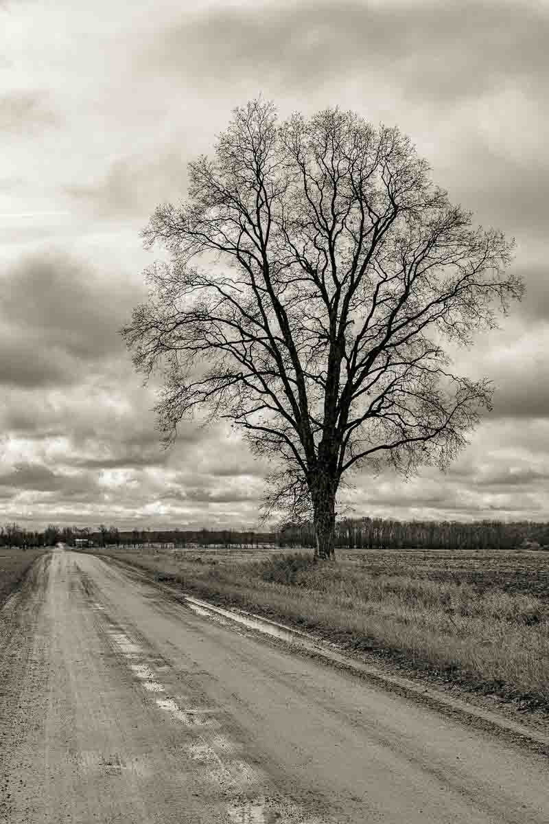 Lonely Tree by Bruce Michelotti