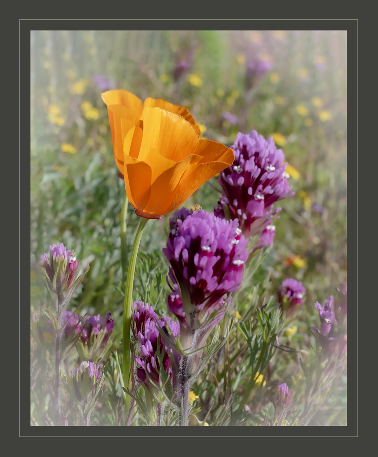 Poppy by Andrew Lewis