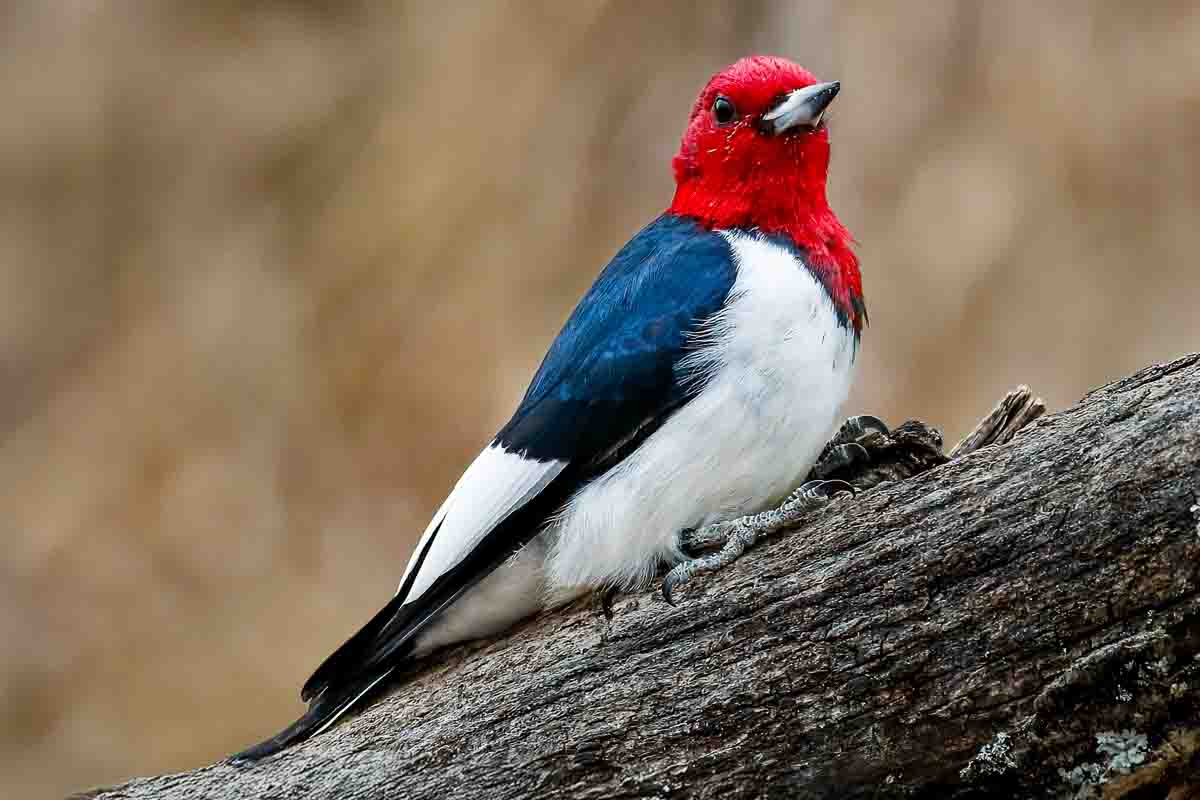 Red Headed Woodpecker by Bruce Michelotti
