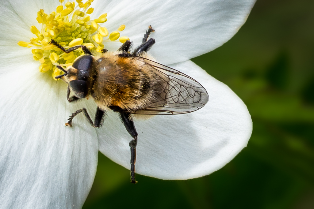 Bee on Flower by Bruce Michelotti