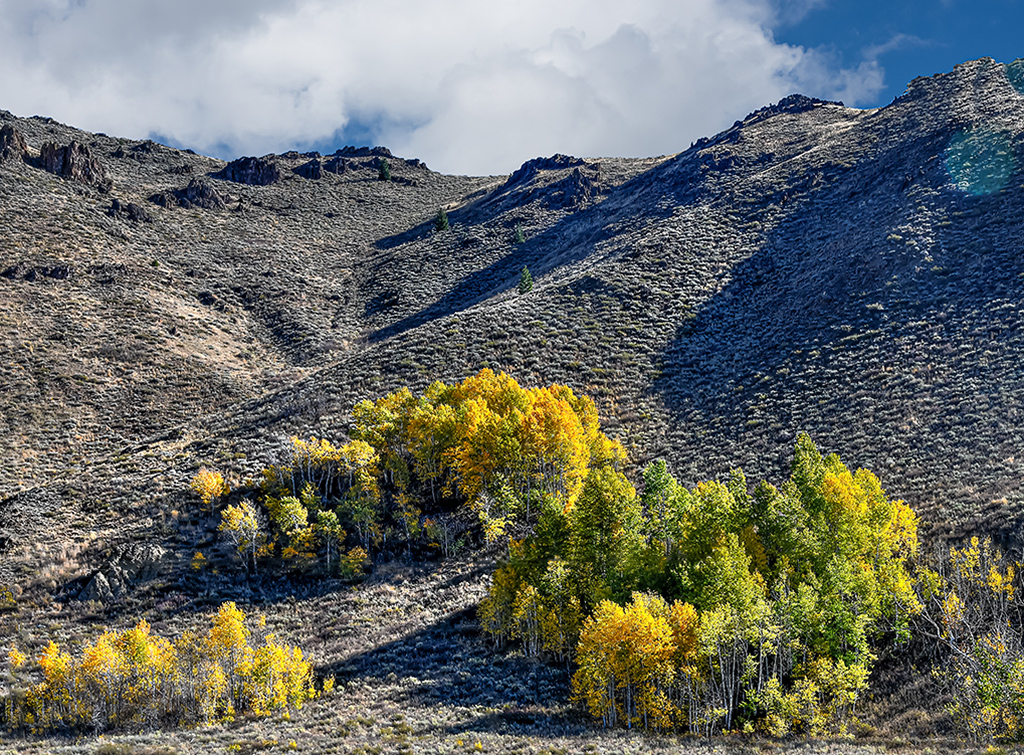 Aspen Trees near Sun Valley by Max Burke