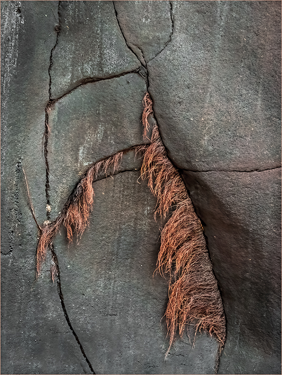 Canyon Wall Plant Life by Max Burke, APSA