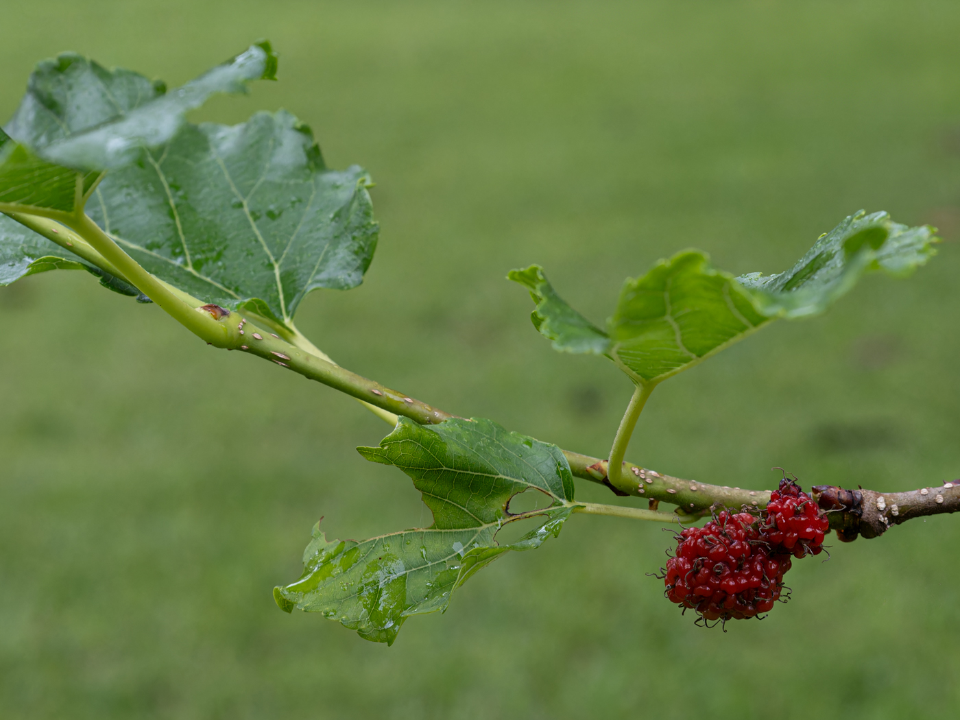 Backyard Berry by Brad Ashbrook