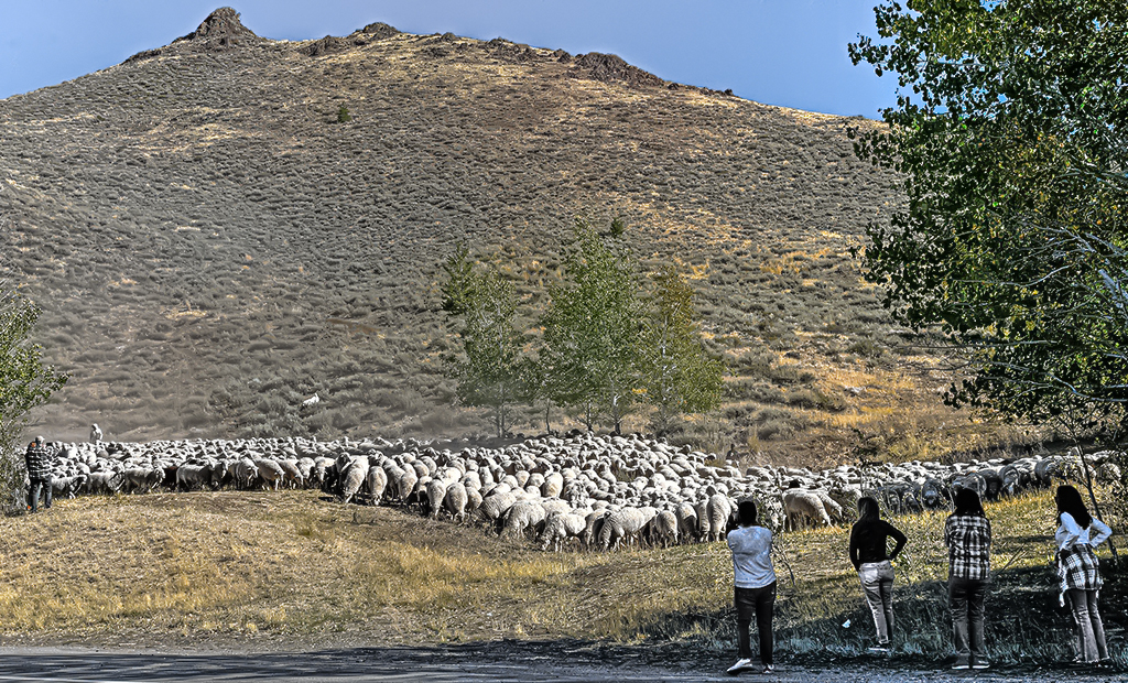 Flock About to Join Parade