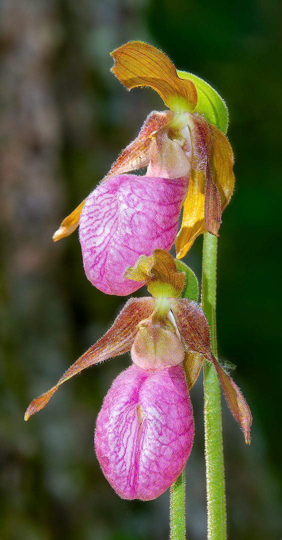 Lady Slippers by Rick Cloran