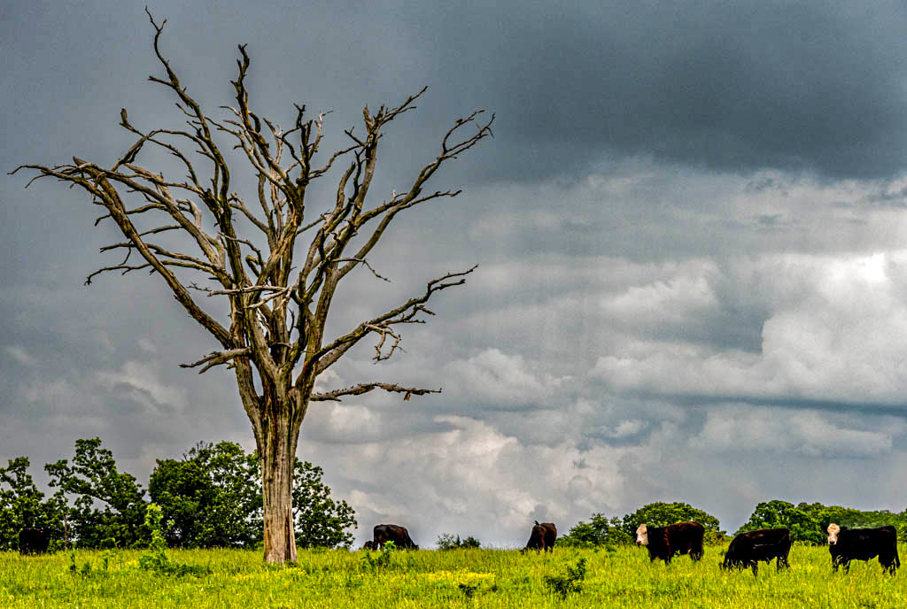 Dead Tree and Cows by Jane Ballard