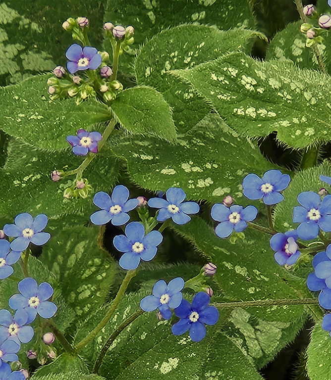 Lungwort by Ray Henrikson