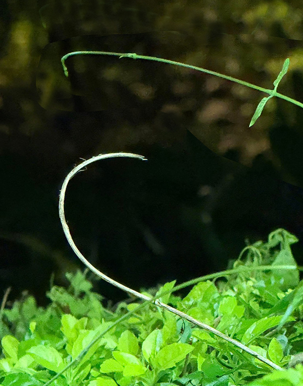 Green Vine by Bai Chuang Shyu