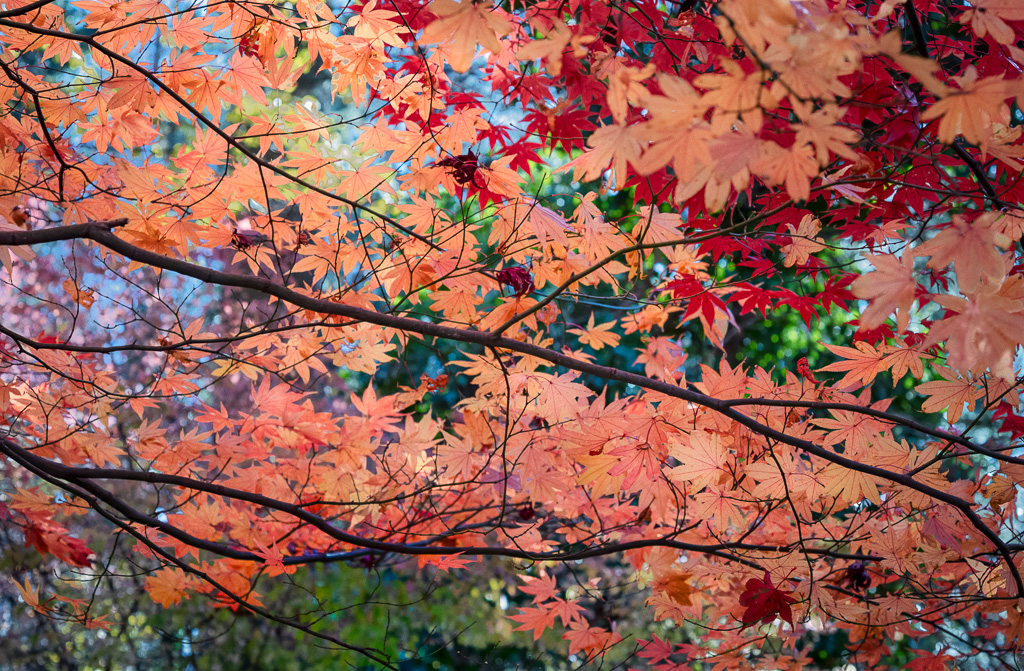 Autumn Leaves by David Terao