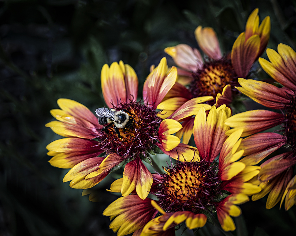 Bee and Flowers by Cindy Lynch