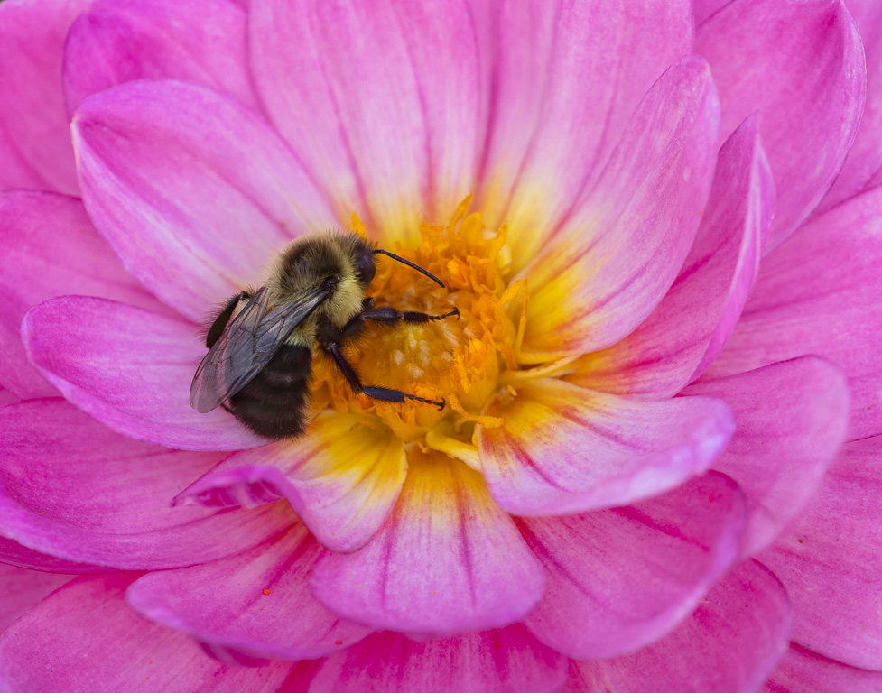 Bee on Dahlia by David Terao