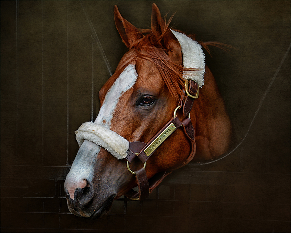 California Chrome by Cindy Lynch