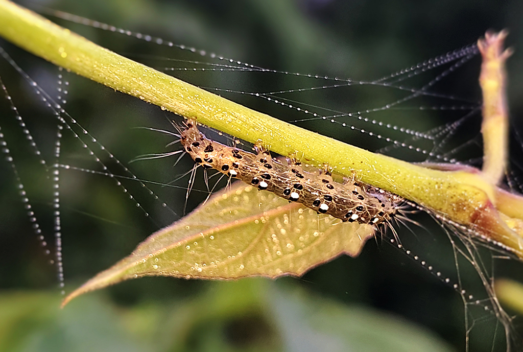 Caterpillar by Bai Chuang Shyu