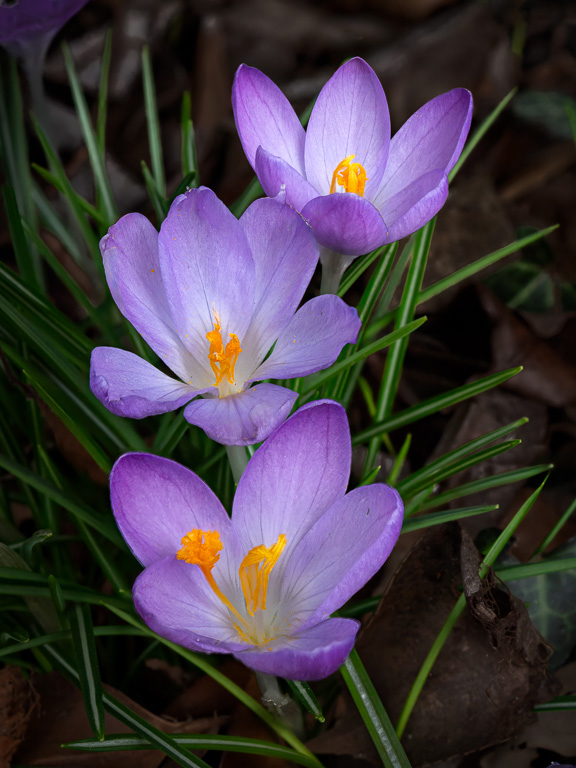 Crocuses by David Terao