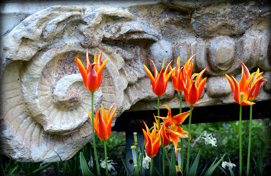 Tulips and Old Masonry by Ray Henrikson