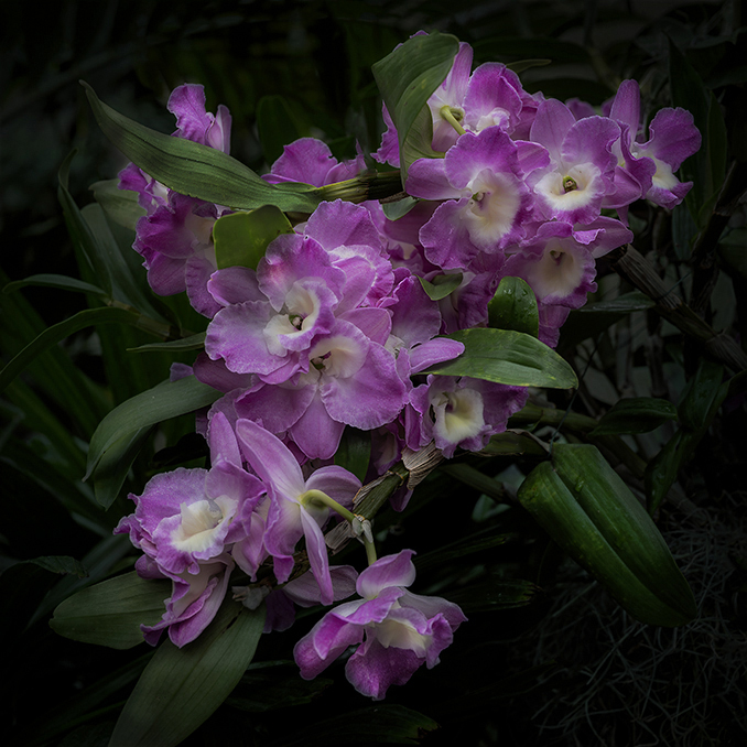 Dendrobium Super Model Platinum by Cindy Lynch
