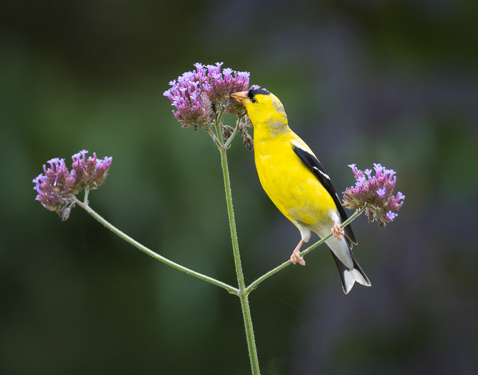 Goldfinch on a Purpletop Vervain by David Terao
