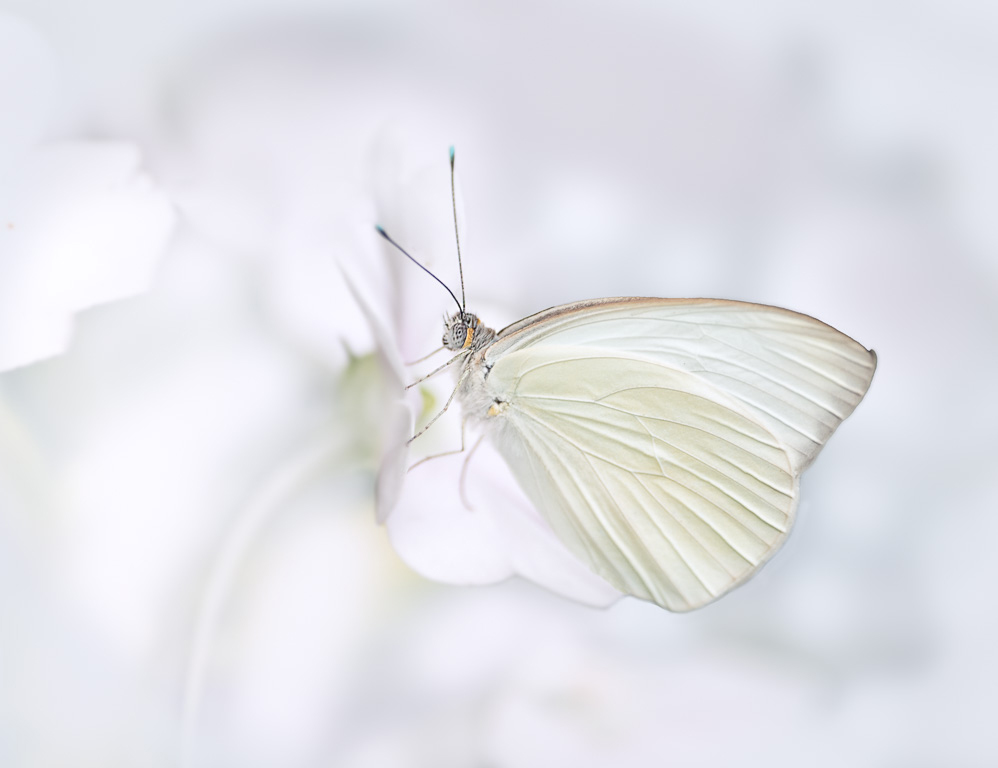 Great Southern White by David Terao
