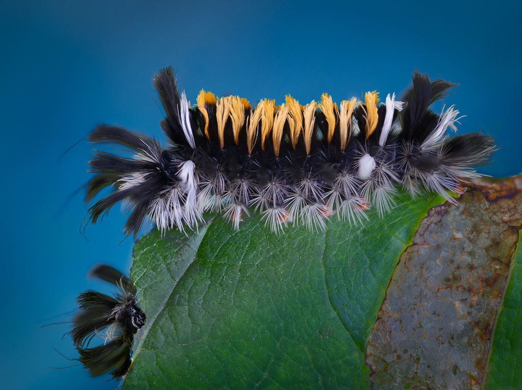 Hungry Caterpillars by David Terao