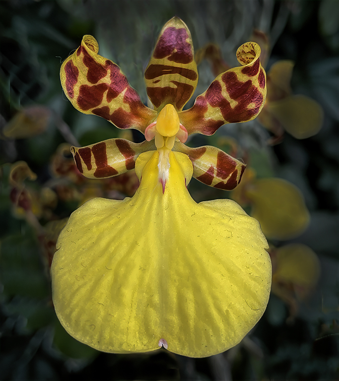 Dancing Lady Orchid by Cindy Lynch