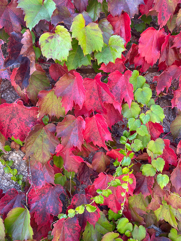 Leaves of Red and Green by Phyllis Peterson