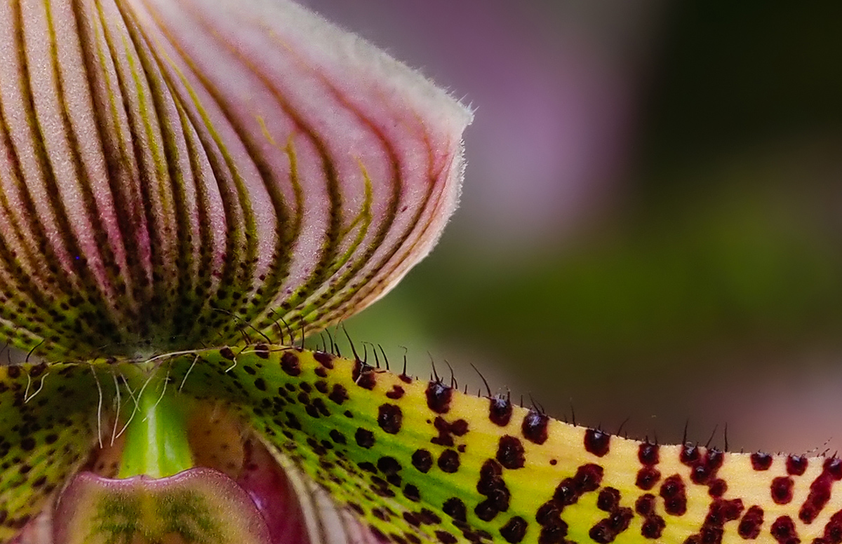 Orchid House by Paul Halphen