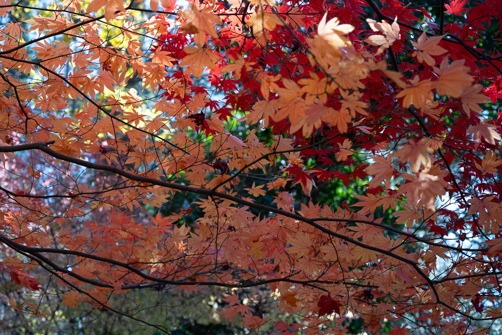 December 2025 - David Terao