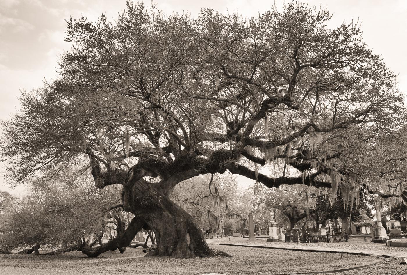 Old Southern Oak by Phyllis Peterson
