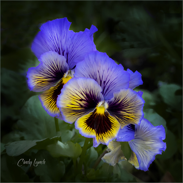 Pansies by Cindy Lynch