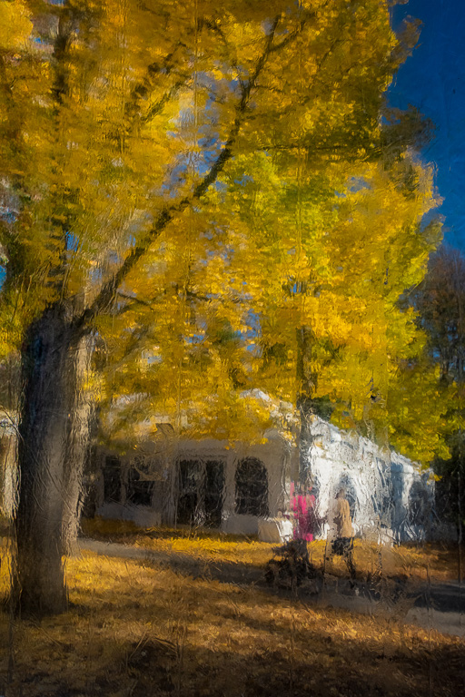 Strolling Through Ginkgoes by David Terao