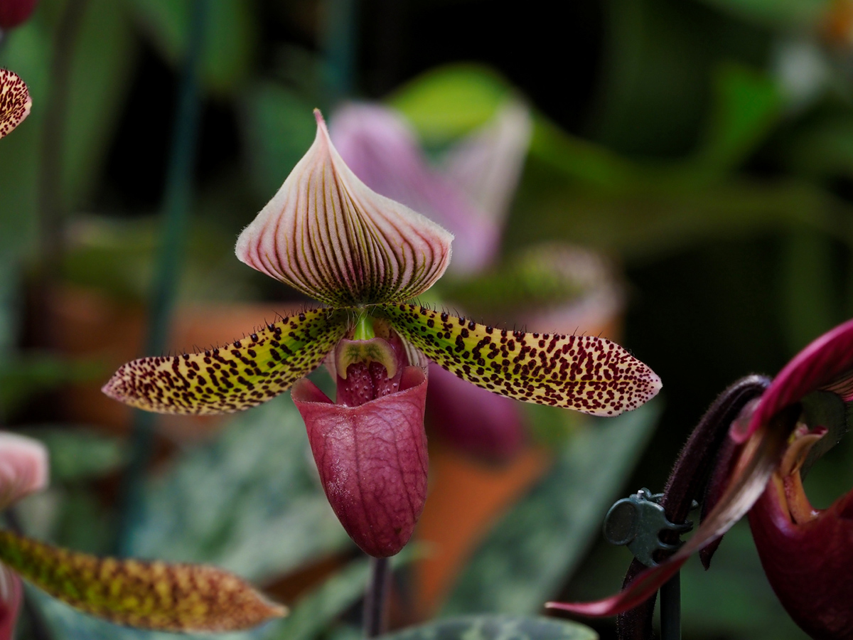 April 2026 - Paul Halphen