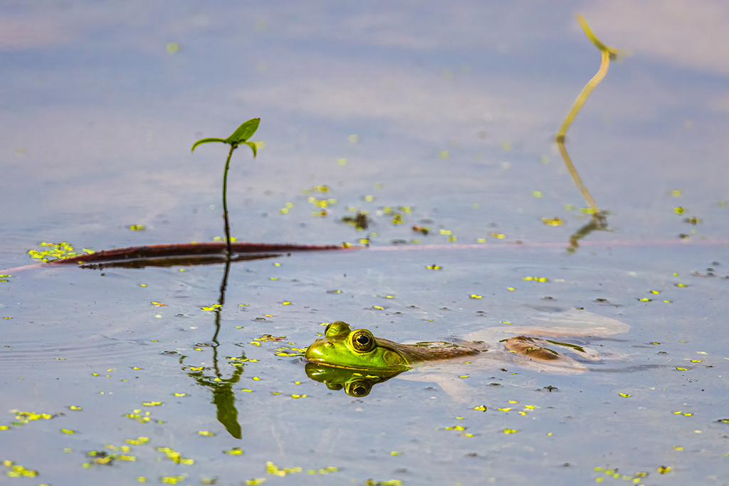 Frog by Charlie Yang