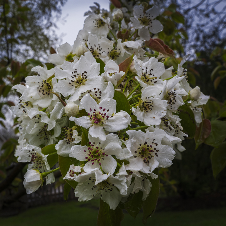 My Pear Tree Flowers by Charlie Yang