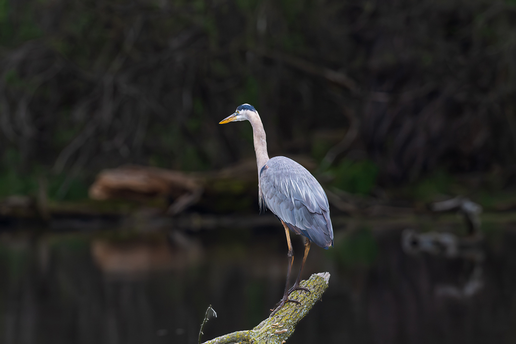 Solitary Blue heron in the Morning by Charlie Yang