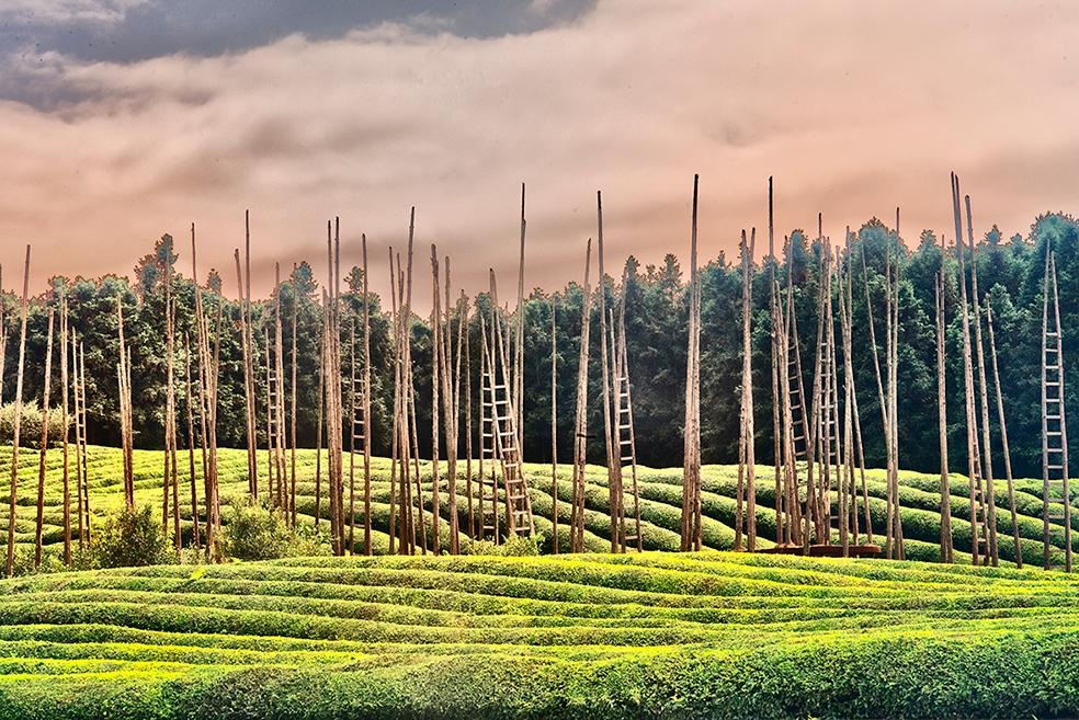 Tea Garden in the Clouds