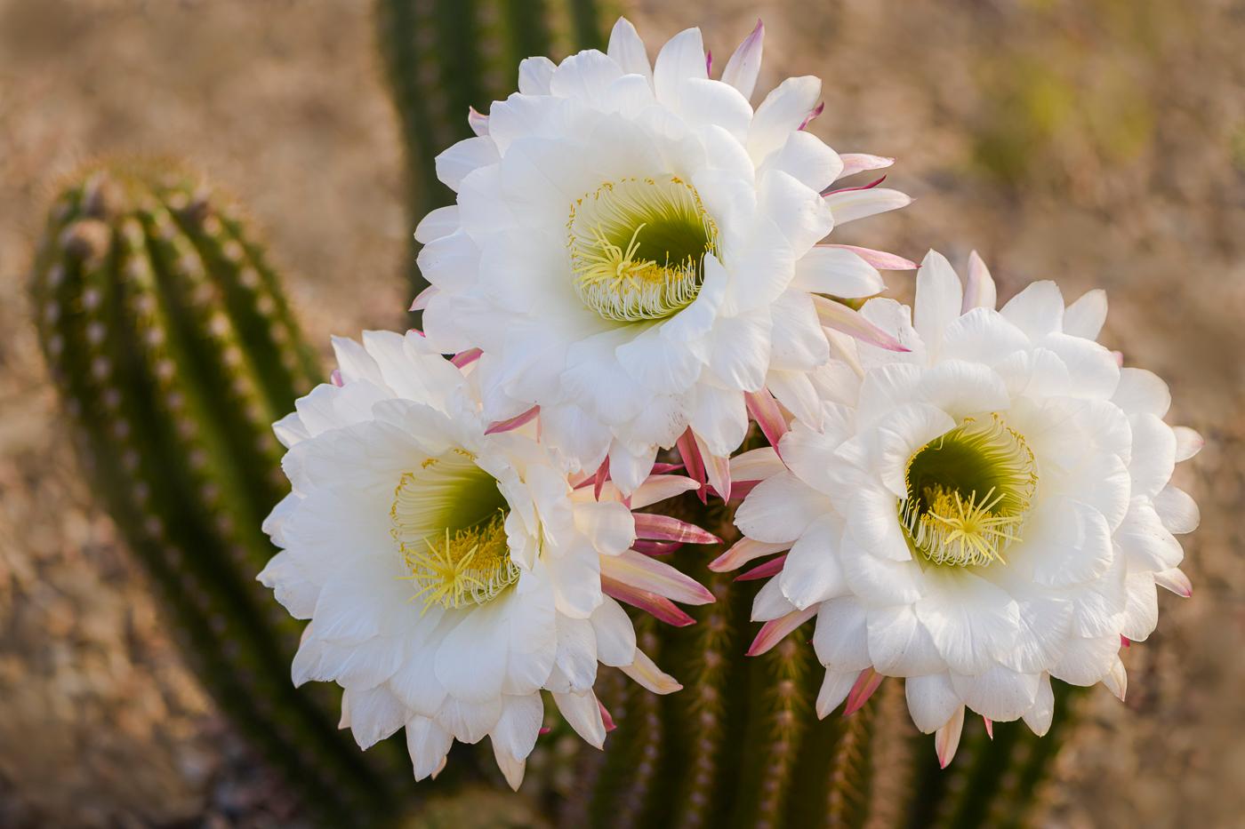 Australian Cactus Flower by Phyllis Peterson
