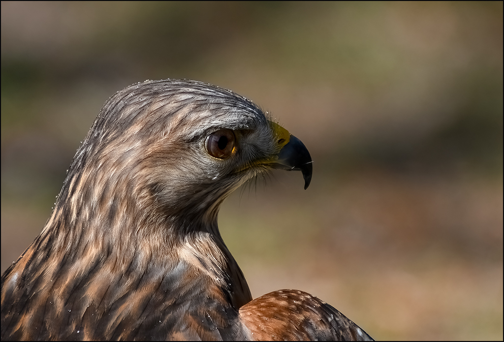 A Red Shouldered Hawk - Watching! by Marilyn Ross