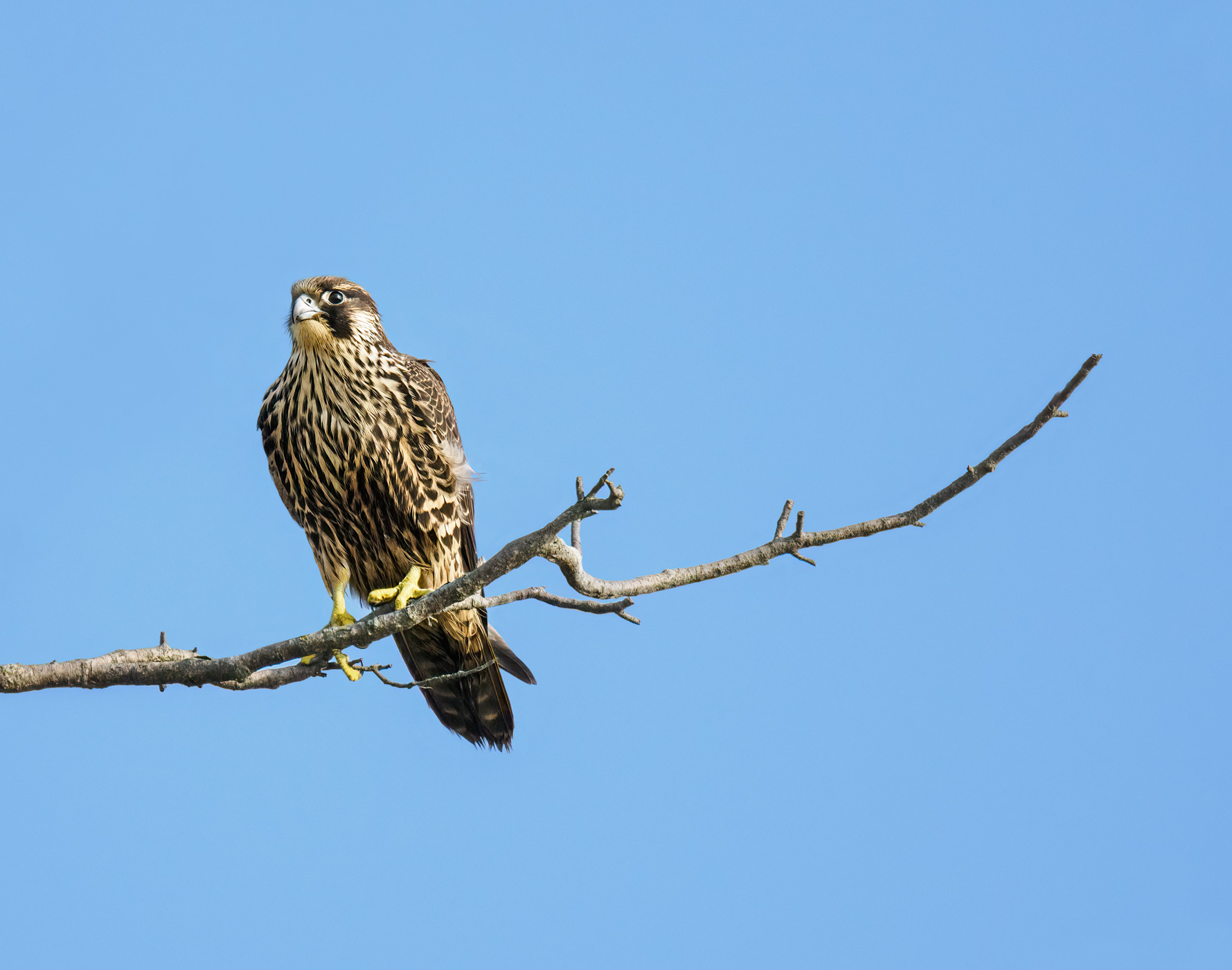 Peregrine Falcon by Lisa Cuchara