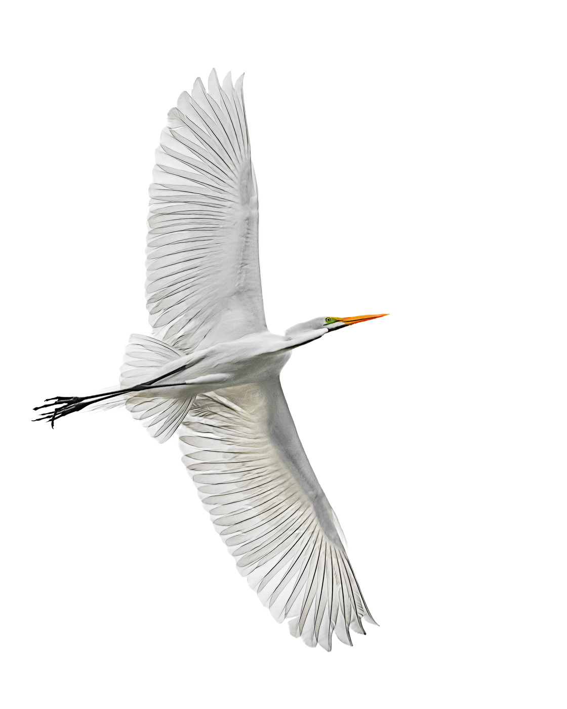 Egret in Flight by Lisa Cuchara