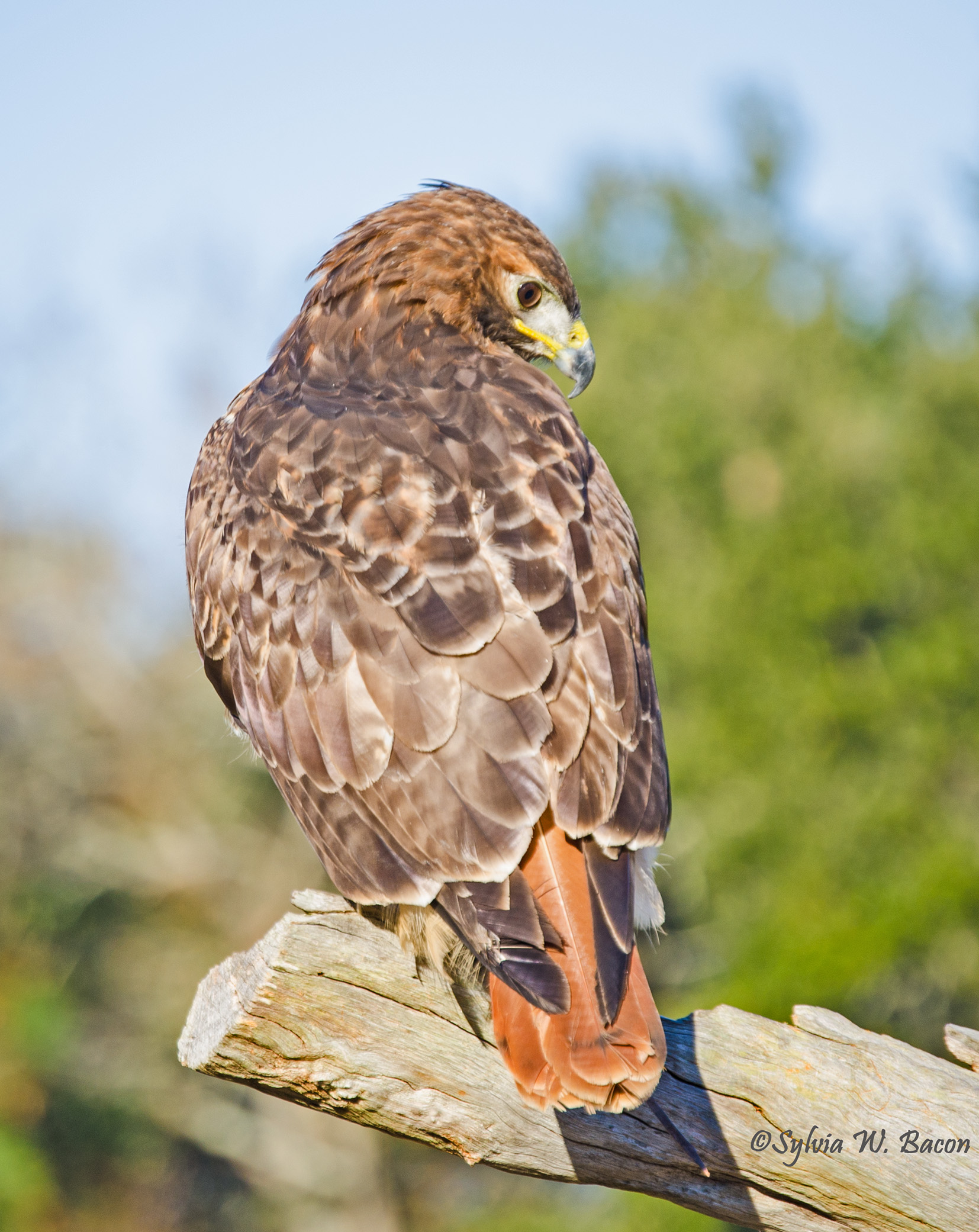 Red Tail Hawk                by Sylvia Bacon