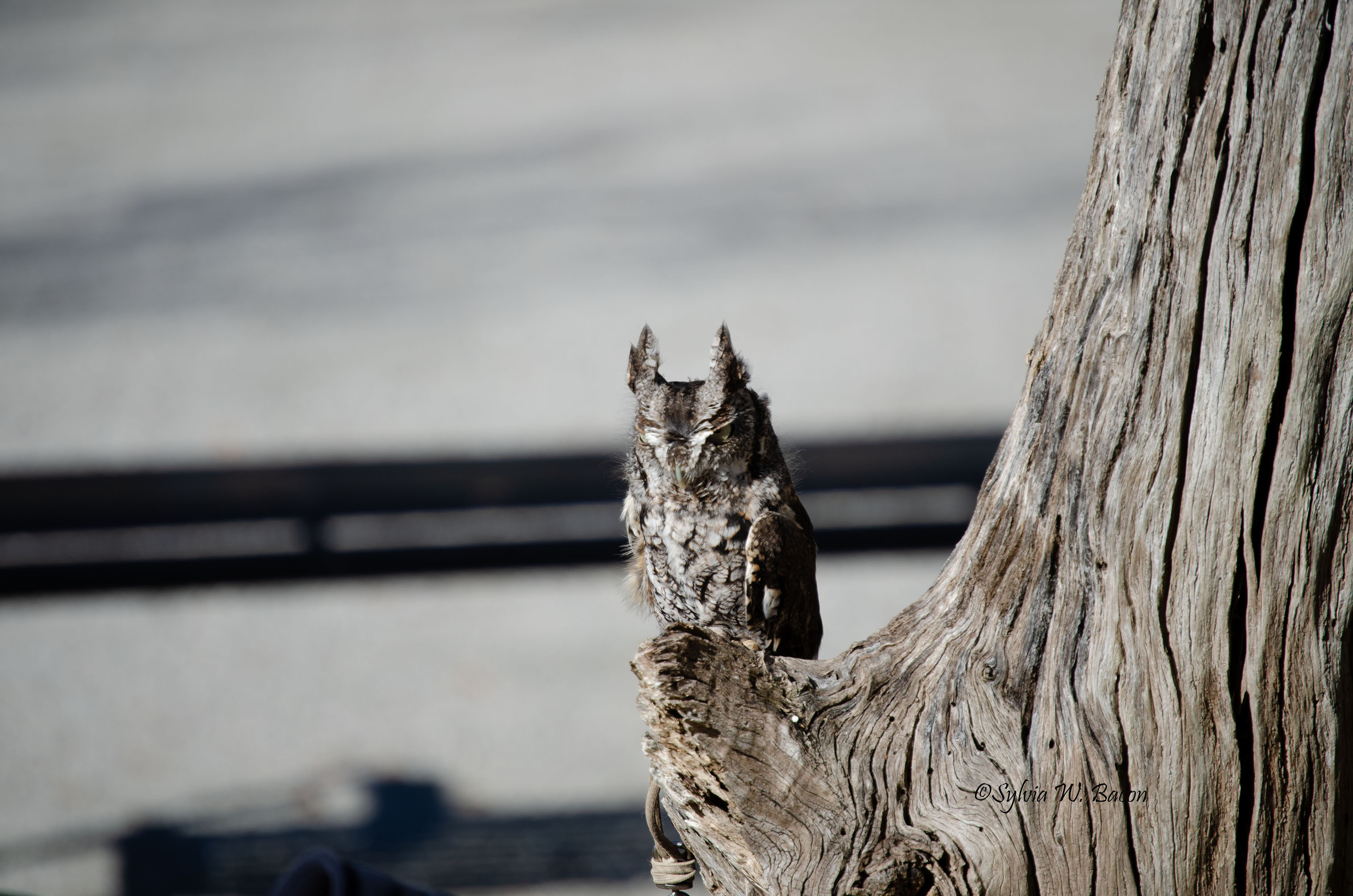 “Always Alert!”                 by Sylvia Bacon