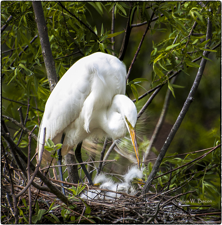 “Great Egret’s Nest” by Sylvia Bacon