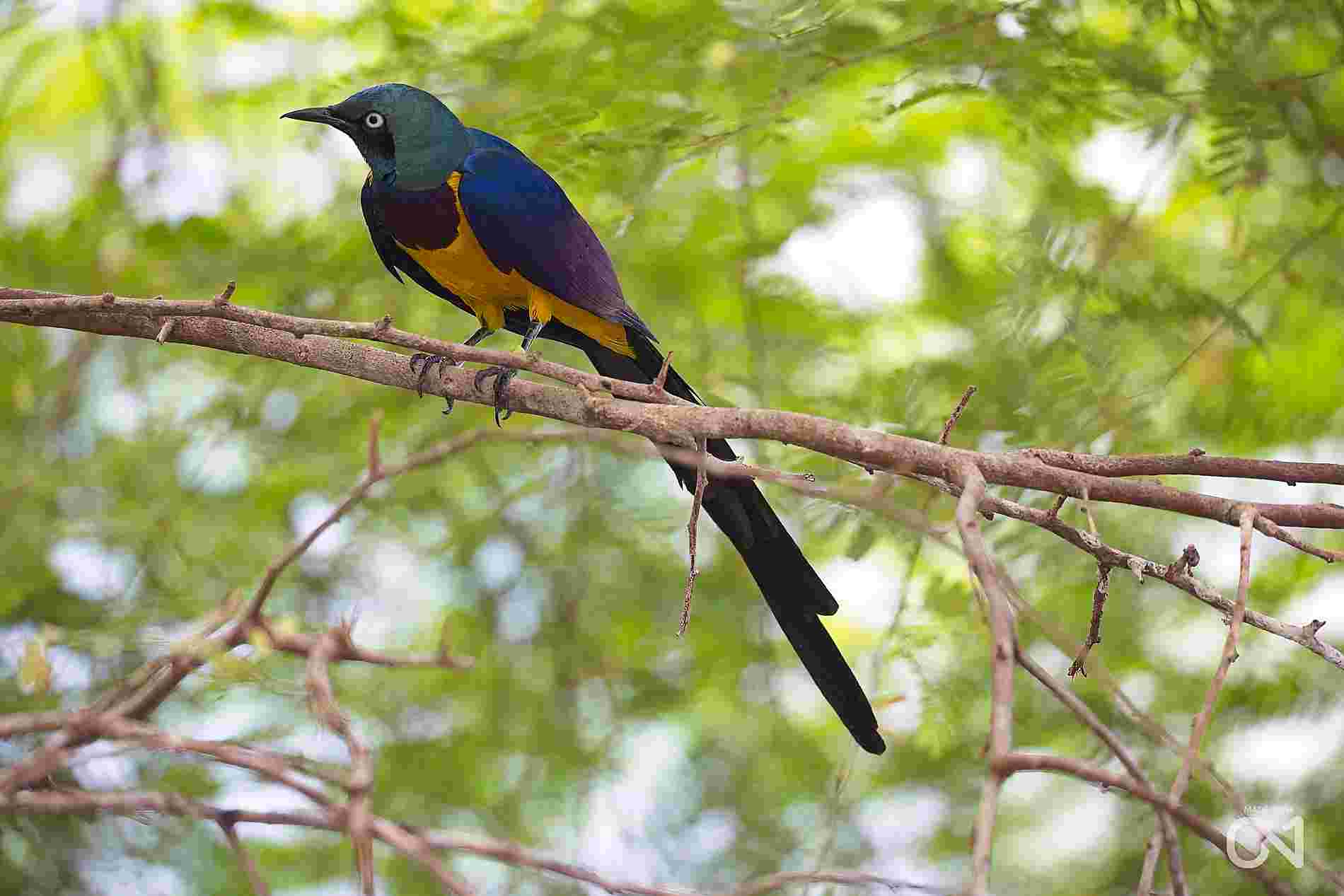 red breasted starling by Ted Evans