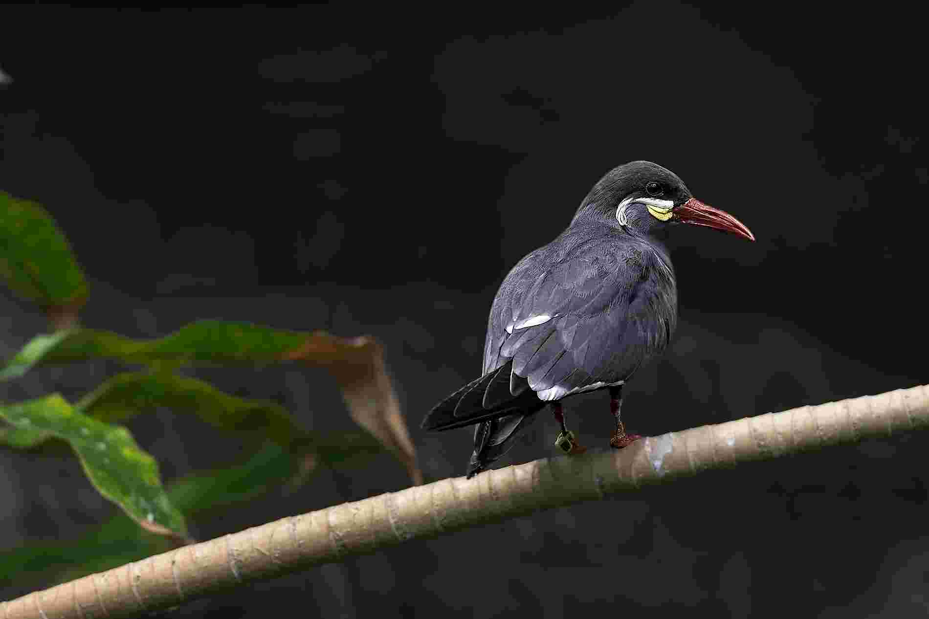 Inca Tern