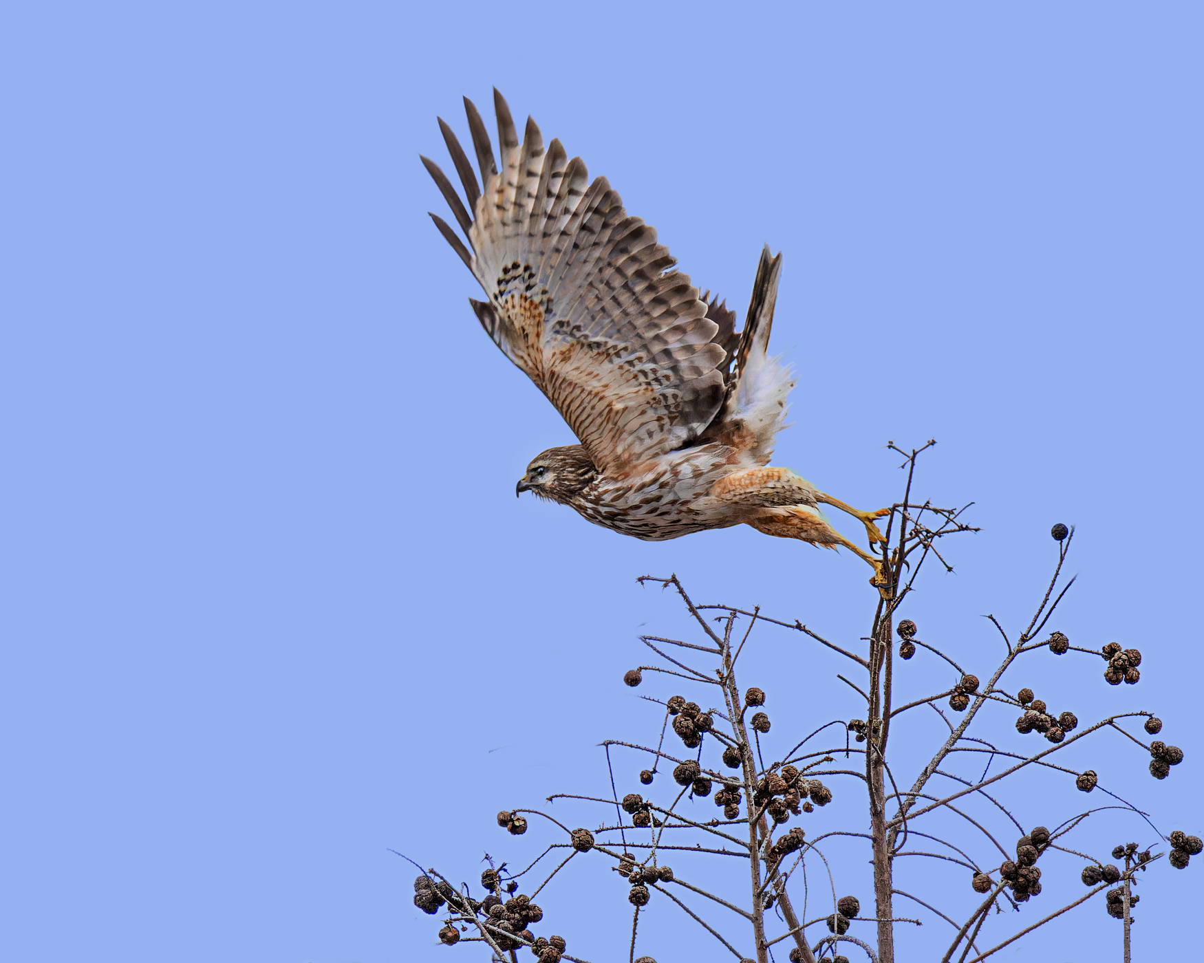 red shouldered hawk